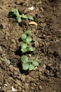 cucumbers in the garden. germinated cucumber seeds in the ground. young sprouts of cucumbers.