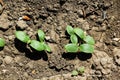 cucumbers in the garden. germinated cucumber seeds in the ground. young sprouts of cucumbers.