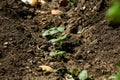 cucumbers in the garden. germinated cucumber seeds in the ground. young sprouts of cucumbers. Royalty Free Stock Photo