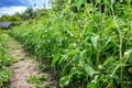 Cucumbers in a garden in the village. Scourge of cucumbers on the grid. The bed of cucumbers in the open air. Free space