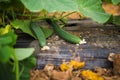 Cucumbers in a garden in the village. Scourge of cucumbers on the grid. The bed of cucumbers in the open air.