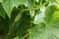 Cucumbers in a garden in the village. Scourge of cucumbers on the grid. The bed of cucumbers in the open air