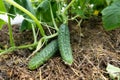 Cucumbers in a garden in the village. Scourge of cucumbers on the grid. The bed of cucumbers in the open air. Free space