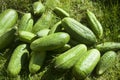 Cucumbers on grass