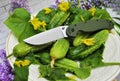 Folding knife stainless blade green nylon handle cucumbers gourmet vegetarian organic product natural food yellow flowers leaves b