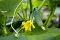 Cucumbers in greenhouse