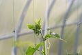 Cucumbers in the greenhouse to grow. Closeup green tenacious climbing cucumber stalks