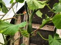 Cucumbers grow in a garden bed in a greenhouse. plastic greenhouse, wet. borage with large green leaves. prickly fruit. growing