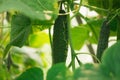 Cucumbers grow in greenhouses