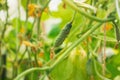 Cucumbers grow in greenhouses