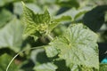 Cucumbers grow in the ground in open ground Royalty Free Stock Photo