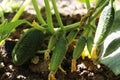 Cucumbers grow in the ground in open ground Royalty Free Stock Photo