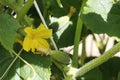 Cucumbers grow in the ground in open ground Royalty Free Stock Photo