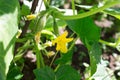 Cucumbers growing in the garden lat. cucumis, very small, immature with yellow flowers