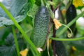Cucumbers growing in a street greenhouse lat. cucumis, already ripe and very small, immature with a yellow flower