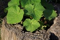 Cucumbers growing in a tree stump in the summer time in Kansas with green leaves. Royalty Free Stock Photo