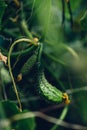 Cucumbers Growing In Backyard Garden Royalty Free Stock Photo