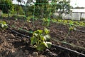 Cucumbers are grown on drip irrigation Royalty Free Stock Photo