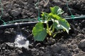 Cucumbers are grown on drip irrigation Royalty Free Stock Photo