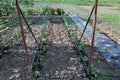 Cucumbers are grown on drip irrigation Royalty Free Stock Photo