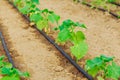 Cucumbers are grown in a greenhouse, and a drip irrigation system is used to water the cucumbers. Royalty Free Stock Photo