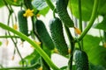 Cucumbers grown in greenhouse, organic homesteading, homegrown vegetables Royalty Free Stock Photo