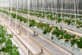 Cucumbers grown in a modern hydroponic greenhouse on a rock wool substrate Royalty Free Stock Photo