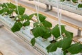 Cucumbers grown in a modern hydroponic greenhouse on a rock wool substrate Royalty Free Stock Photo