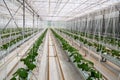 Cucumbers grown in a modern hydroponic greenhouse on a rock wool substrate Royalty Free Stock Photo