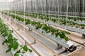 Cucumbers grown in a modern hydroponic greenhouse on a rock wool substrate Royalty Free Stock Photo