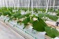 Cucumbers grown in a modern hydroponic greenhouse on a rock wool substrate Royalty Free Stock Photo