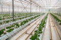 Cucumbers grown in a modern hydroponic greenhouse on a rock wool substrate Royalty Free Stock Photo