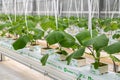 Cucumbers grown in a modern hydroponic greenhouse on a rock wool substrate Royalty Free Stock Photo