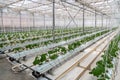 Cucumbers grown in a modern hydroponic greenhouse on a rock wool substrate Royalty Free Stock Photo