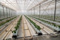 Cucumbers grown in a modern hydroponic greenhouse on a rock wool substrate Royalty Free Stock Photo