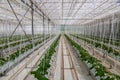 Cucumbers grown in a modern hydroponic greenhouse on a rock wool substrate Royalty Free Stock Photo