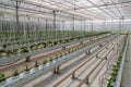 Cucumbers grown in a modern hydroponic greenhouse on a rock wool substrate Royalty Free Stock Photo