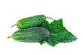 Cucumbers with leaf. Small unripe cucumbers or gherkins isolated on white background
