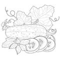 Cucumbers with leaves and flowering.Coloring book antistress for children and adults.