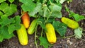 Cucumbers. Overripe yellow and green cucumbers lie on the ridge in the garden in autumn