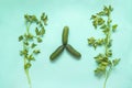 3 cucumbers, parsley bunches on a green background, vegetables a