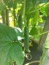 cucumbers plant