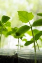 Cucumbers plant seedling