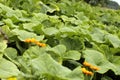 Cucumbers plants in the ecological garden. Royalty Free Stock Photo