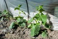 Cucumbers plants growing in the glasshouse Royalty Free Stock Photo