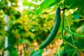 Cucumbers ripening in greenhouse