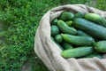 Cucumbers in sack on green grass background. Summer harvest closeup concept image. Organic diet food