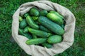 Cucumbers in sack on green grass background. Summer harvest closeup concept image. Organic diet food