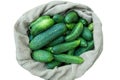 Cucumbers in sack on isolated background. Summer harvest closeup concept image. Organic diet food