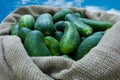 Cucumbers in sack on sky background. Summer harvest closeup concept image. Organic diet food